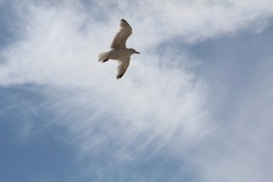 glansvogel aan zee